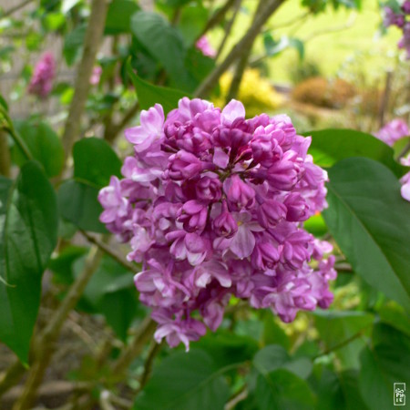 Lilac in bloom - Lilas en fleurs