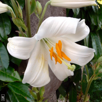 White lily - Lys blanc