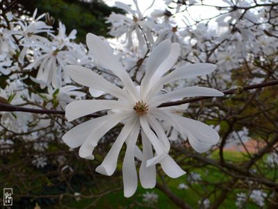 Star magnolia - Magnolia étoilé