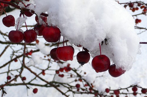 Snow on flowering apple tree - Neige sur le pommier à fleurs