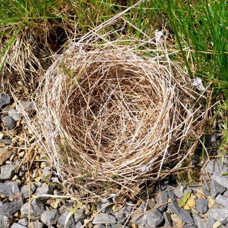Nest from last year - Nid de l’année dernière