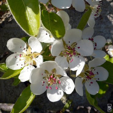 Pear tree flower - Fleurs de poirier