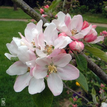 Apple flowers - Fleurs de pommiers