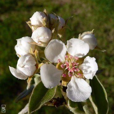 Apple tree flowers - Fleurs de pommier