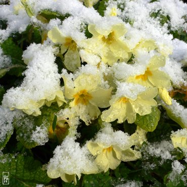 Primroses under snow - Primevères sous la neige
