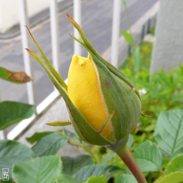 Rose bud - Bouton de rose