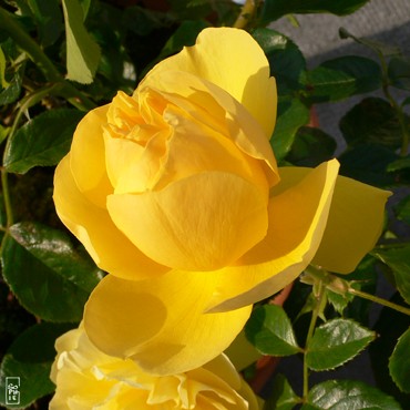Rose bud - Bouton de rose