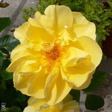 Blooming rose - Rose épanouie
