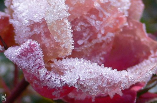 Frozen rose - Rose gelée