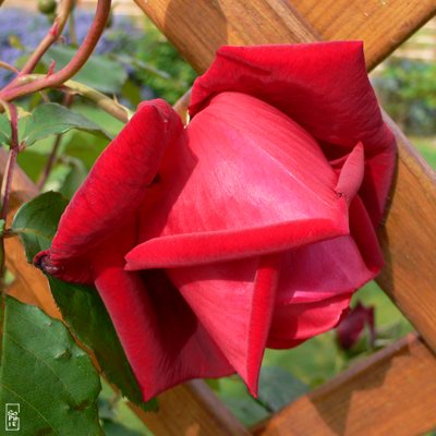Red rose on a lattice - Rose rouge sur un treillis