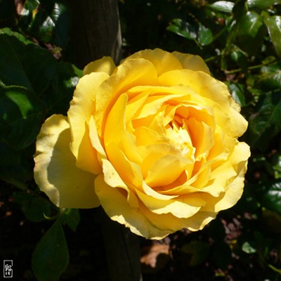 Yellow rose - Rose jaune