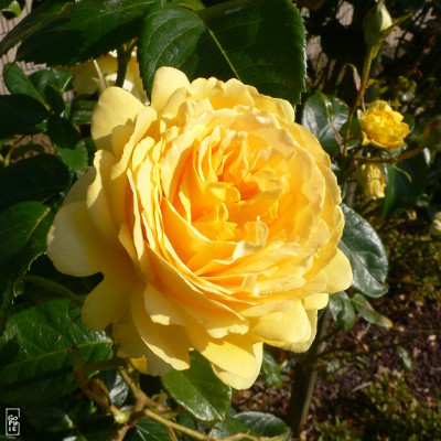 Yellow rose - Rose jaune