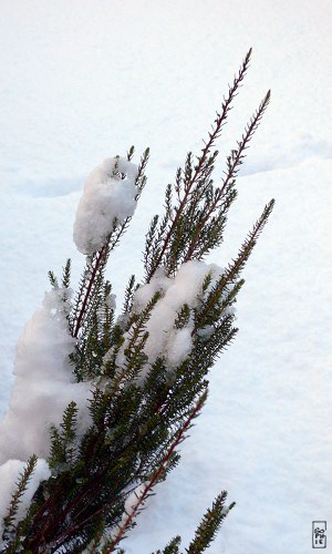 Snow on conifers - Neige sur les conifères
