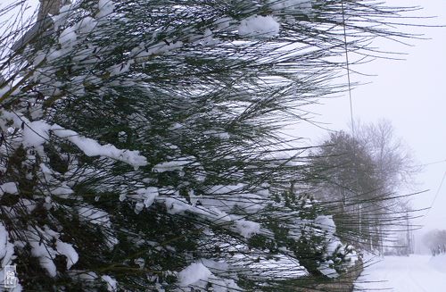 Snow on conifers - Neige sur les conifères