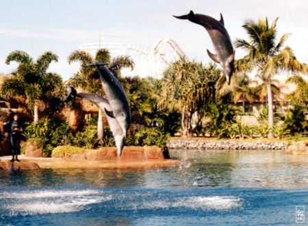 Gold Coast dolphin - Dauphins de la Gold Coast