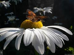 Papillon amaryllis—1024×768 Papillon amaryllis—1024×768