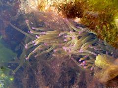 Sea anemone—1024×768 Sea anemone—1024×768