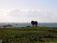 Horse by the sea—1024×768 Horse by the sea—1024×768