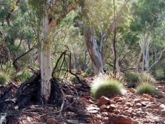 Eucalyptus & spinifex—1024×768 Eucalyptus & spinifex—1024×768