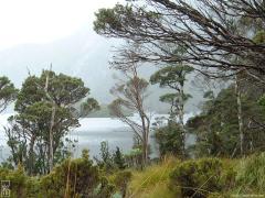 Arbres de Cradle mountain—1024×768 Arbres de Cradle mountain—1024×768