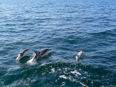 Dauphins communs—1024×768 Dauphins communs—1024×768