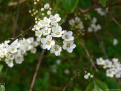 Fleurs blanches—1024×768 Fleurs blanches—1024×768