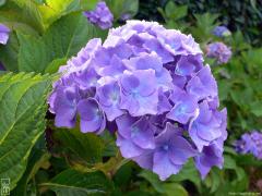 Blue hydrangeas—1024×768 Blue hydrangeas—1024×768