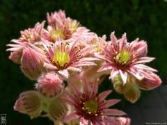 Houseleek in bloom—1024×768 Houseleek in bloom—1024×768