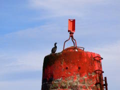 European shag on a beacon 1—1024×768 European shag on a beacon 1—1024×768