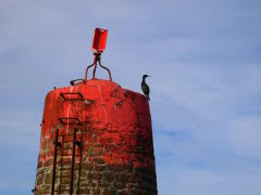 European shag on a beacon 2—1024×768 European shag on a beacon 2—1024×768