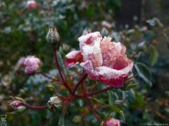 Frozen rose—1024×768 Frozen rose—1024×768