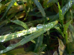 Rosée sur l’herbe—1024×768 Rosée sur l’herbe—1024×768