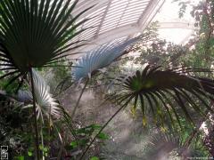 Vapeur dans la serre Palm House—1024×768 Vapeur dans la serre Palm House—1024×768