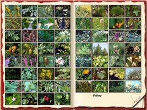 Herbarium - Herbier