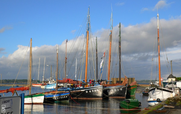 François-Monique & other sloops in Tinduff harbour - François-Monique et d’autres coquilliers au port du Tinduff