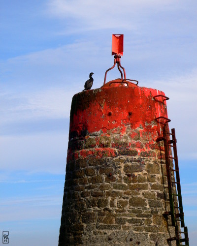 European shag on La Malouine tower - Cormoran sur la tourelle de La Malouine