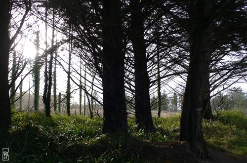 Santec forest - Forêt de Santec