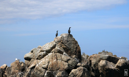 European shags - Cormorans