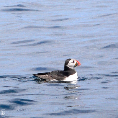 Atlantic puffin - Macareux moine