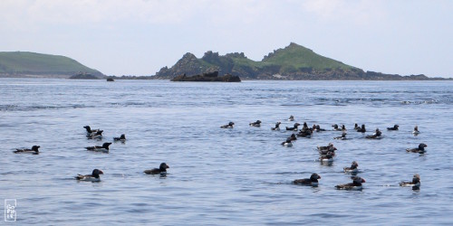 Atlantic puffins and razorbills - Macareux moines et pingouins torda