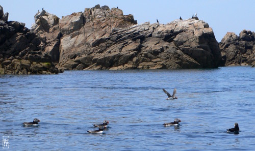 Atlantic puffins - Macareux moines