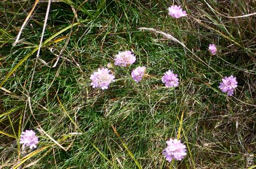 Sea thrift - Armérie maritime