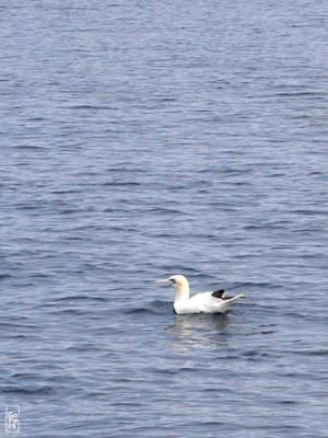 Gannet - Fou de Bassan