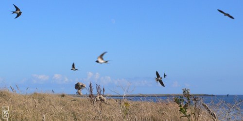 Flock of swallows - Vol d’hirondelles