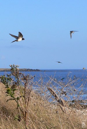 Barn swallows - Hirondelles rustiques