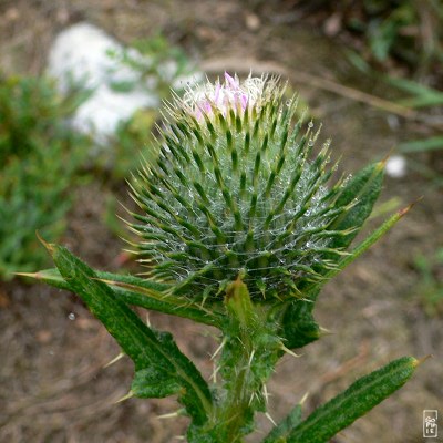 Thistle covered by dew - Chardon couvert de rosée