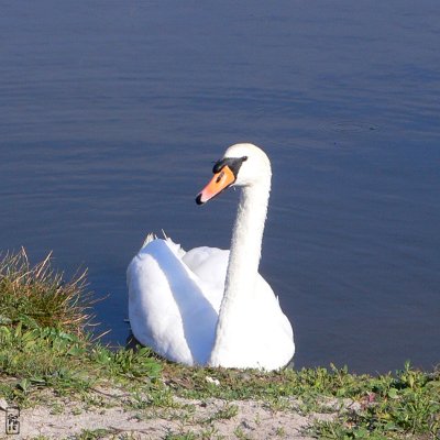 Swan - Cygne