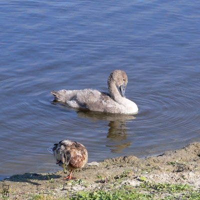 Cygnet and mallard duck - Cygneau et canard colvert