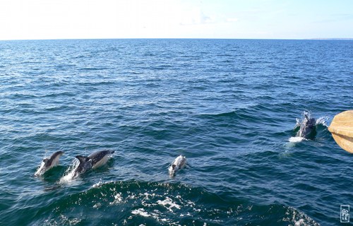 Common dolphins - Dauphins communs