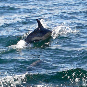 Common dolphin - Dauphin commun